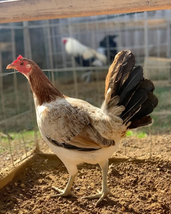 Blue face hen